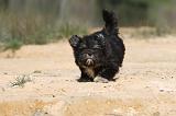 LHASSA APSO 021